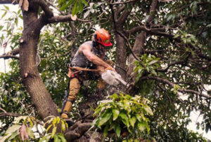 Tree-Trimming