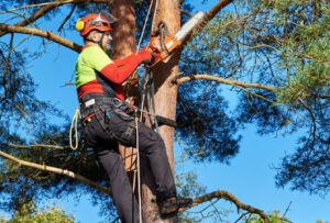 When should I call a Tree Service Company