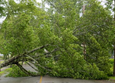 Prepare Your Trees For Hurricane Season
