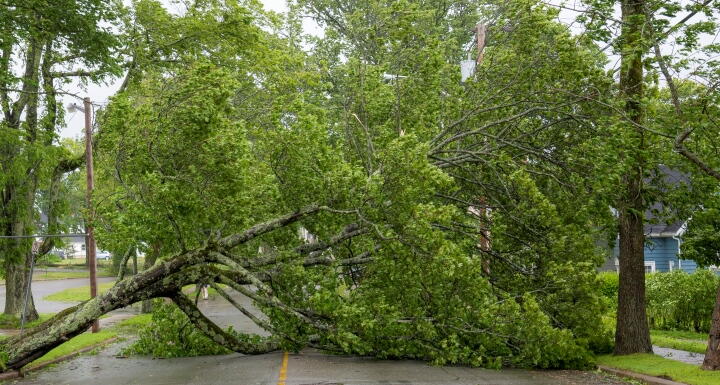 Prepare Your Trees For Hurricane Season