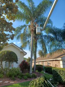Tree Services in Wesley Chapel