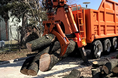 Advanced-Arborist-Brush-Clearing