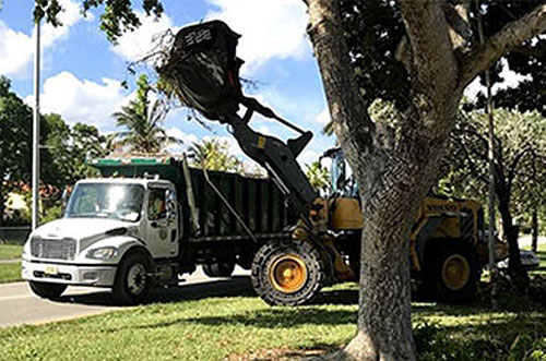 Advanced-Arborist-Debris-Removal