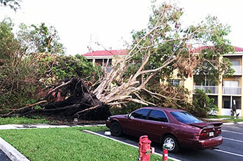 Advanced-Arborist-Emergency-Tree-Removal