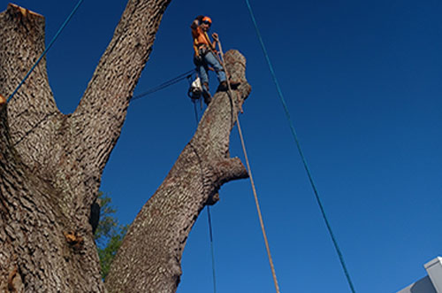 Advanced-Arborist-Selective-Tree-Removal