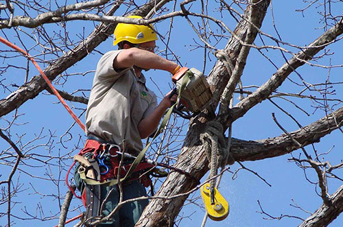 Advanced-Arborist-Tree-Trimming