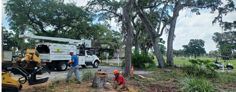 Best-Tree-Services-Tampa-Florida