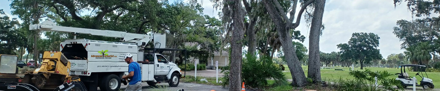 Best-Tree-Services-Tampa