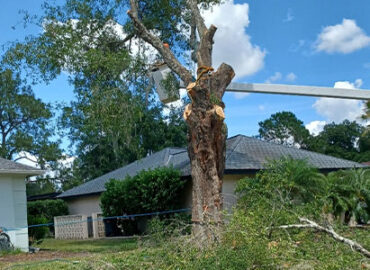 Tree-Removal-Services