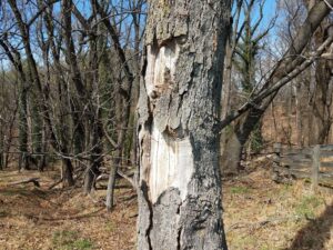 How to identify a problem tree