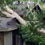 Fallen Tree Emergency Services