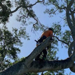 Best Time To Trim Trees In Florida