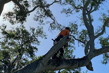 Best Time To Trim Trees In Florida
