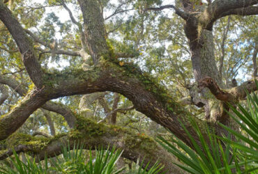 Florida Tree Care