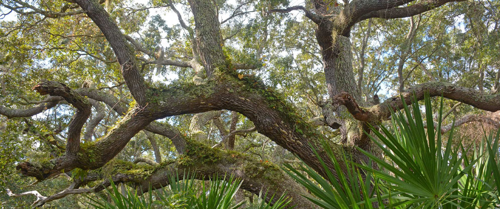 Florida Tree Care