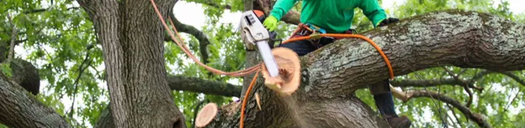 Tampa Tree Removal Services