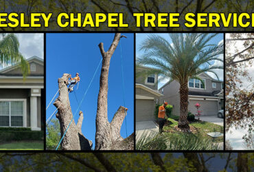 Wesley Chapel Tree Services