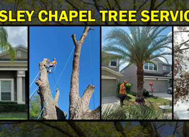 Wesley Chapel Tree Services