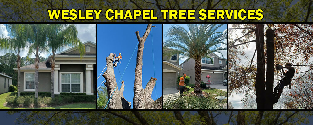 Wesley Chapel Tree Services