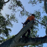 Tree Services Tampa