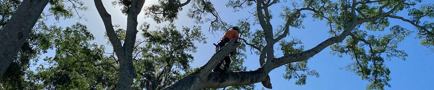 Tree Services Tampa