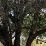 Common Tree Problems in Florida