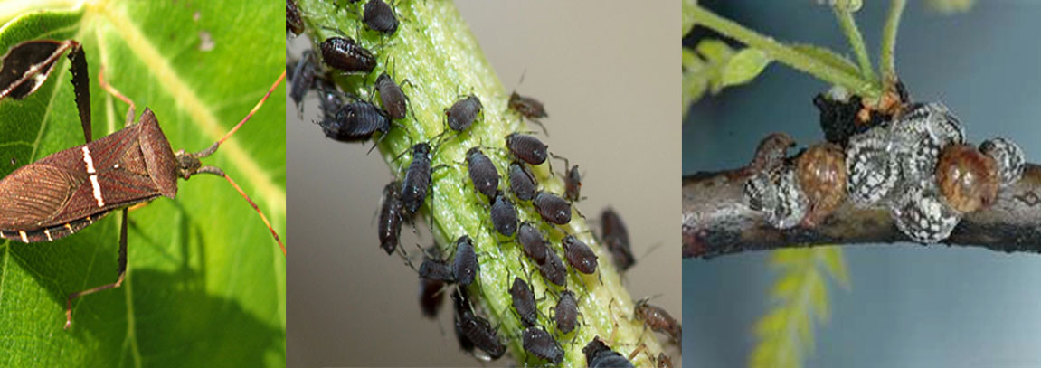 Common Tree Pests in Florida