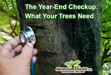 Tree Year End Checkup
