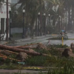 Hurricane Downed Trees