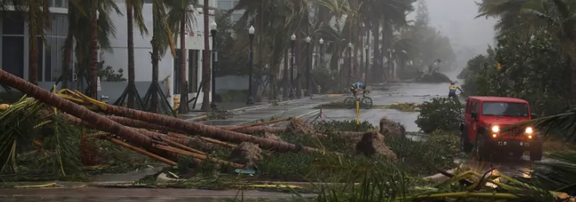 Hurricane Downed Trees