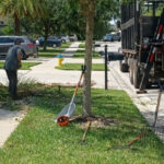 Tree Services Florida