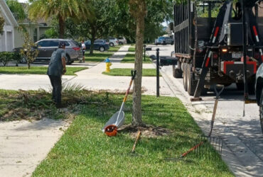 Tree Services Florida