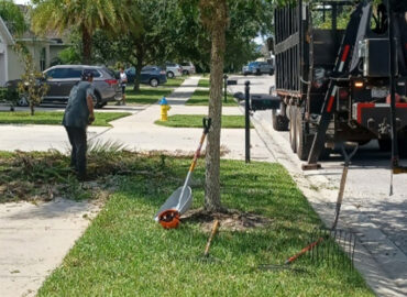 Tree Services Florida