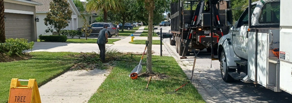 Tree Services Florida