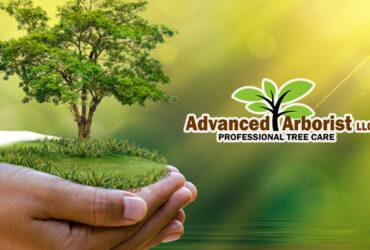 Healthy Green Tree Services