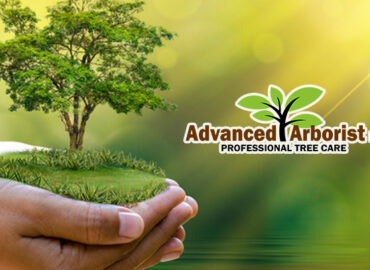 Healthy Green Tree Services