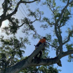 Summer Tree Care-Advanced-Arborist
