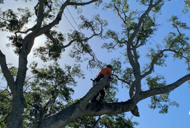 Summer Tree Care-Advanced-Arborist