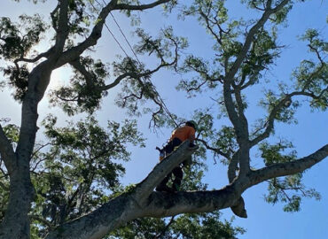 Summer Tree Care-Advanced-Arborist