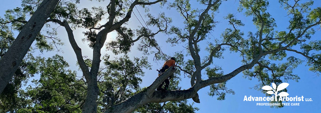 Summer Tree Care-Advanced-Arborist