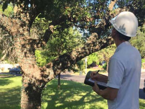 Tree Inspection