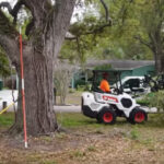 Tree Trimming Services