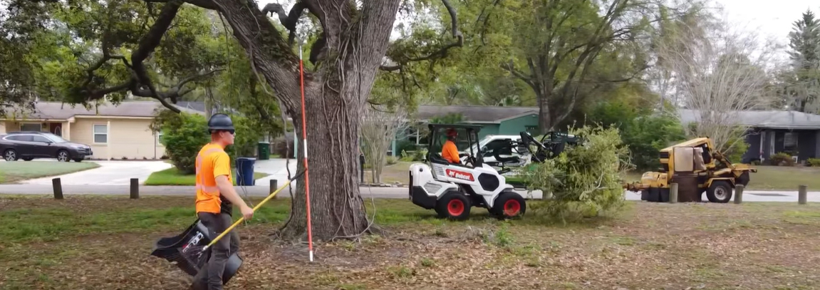 Tree Trimming Services