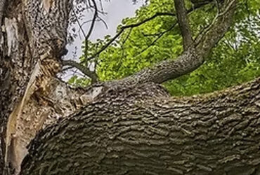 Signs a Tree Is Dangerous and Needs Removal