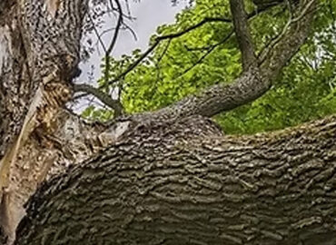 Signs a Tree Is Dangerous and Needs Removal