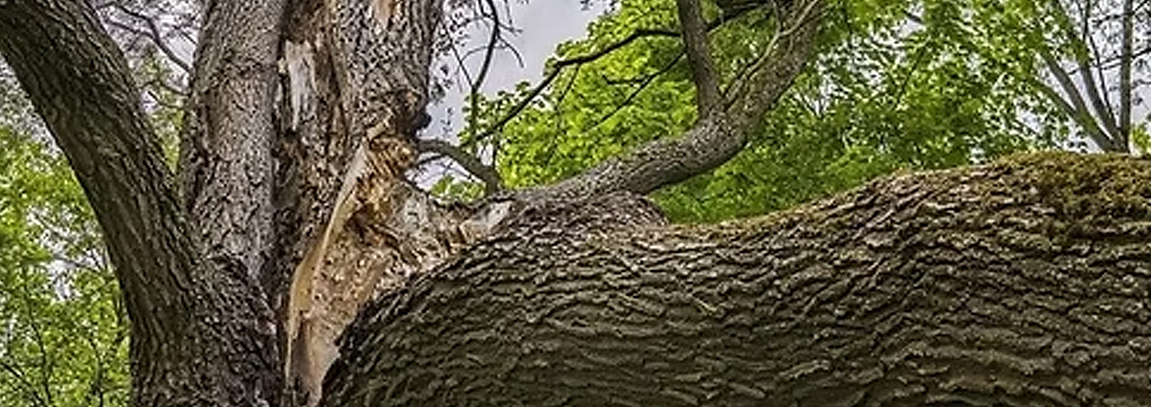 Signs a Tree Is Dangerous and Needs Removal