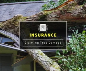 Tree damage and Insurance