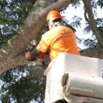 Should You Remove a Tree Before It Becomes a Problem?