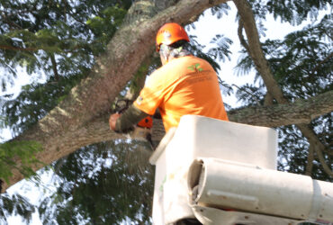 Should You Remove a Tree Before It Becomes a Problem?