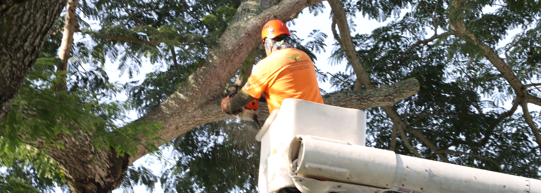 Should You Remove a Tree Before It Becomes a Problem?